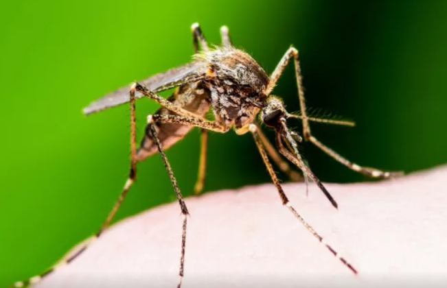 Bəşəriyyət təhlükədədir - İslandiyada ağcaqanad aşkar edildi