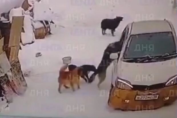 Rusiyalı kişidən dördayaqlı dostu üçün "xilasetmə əməliyyatı" - VİDEO