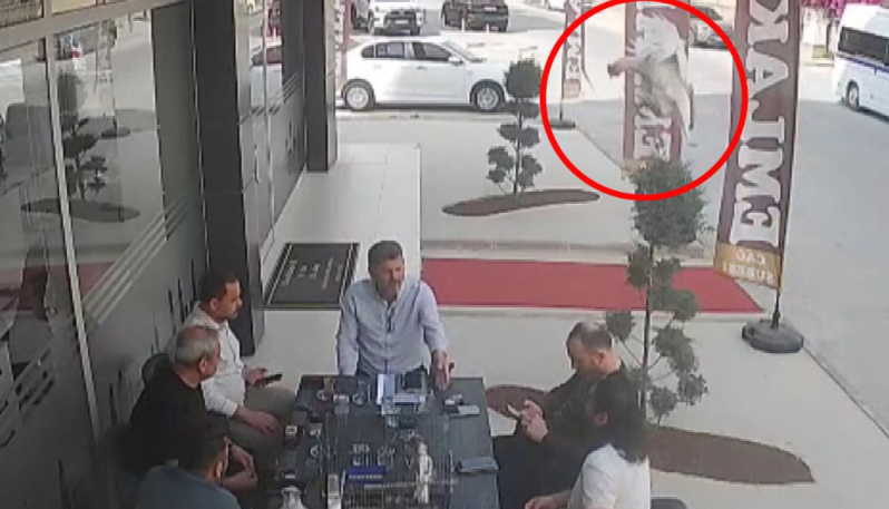Dükanda oturub söhbət edirdilər, göydən toyuq düşdü - VİDEO