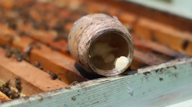 Dünyanın ən bahalı qidası! Kilosu təxminən 4 500 manatdır - FOTO