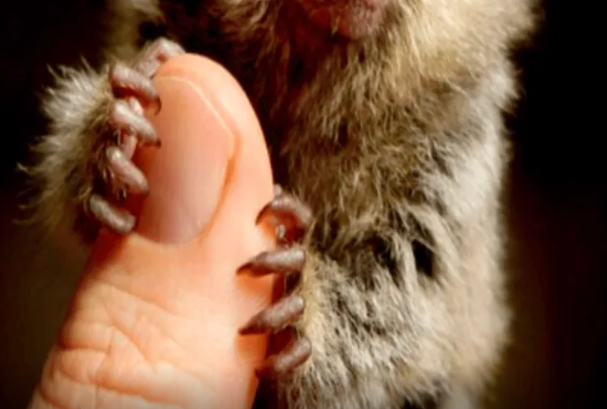 Dünyanın ən kiçik meymunu ovuca sığa bilər: o necə görünür?