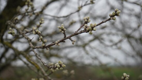 Ədirnədə badam ağacları çiçək açıb