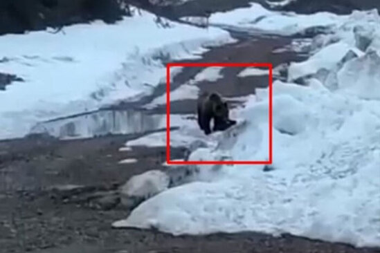 Fəhlələr qazana yem əvəzinə bomba qoyub ayını partlatdılar – VİDEO