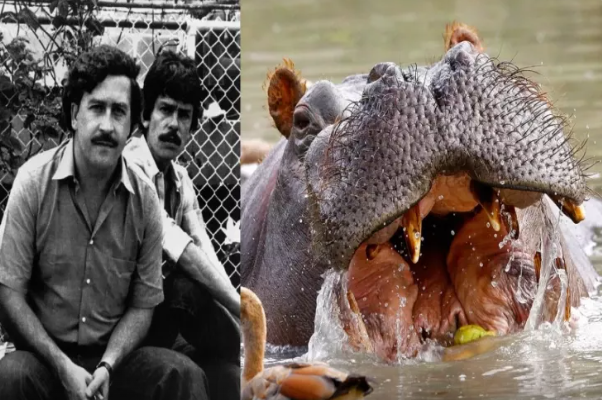 Eskobarın begemotları öldürüləcək - Qərar təsdiqləndi