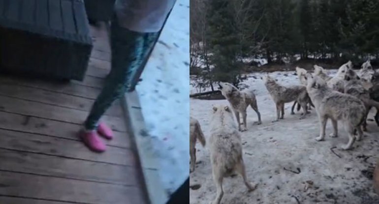 Canavar sürüsü evi "mühasirəyə aldı": Qorxunc görüntülər - VİDEO