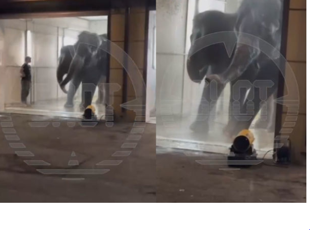 Rusiyada maraqlı hadisə: Avtoyuma məntəqəsinə gələn sakinlər fillərlə qarşılaşdılar - VİDEO