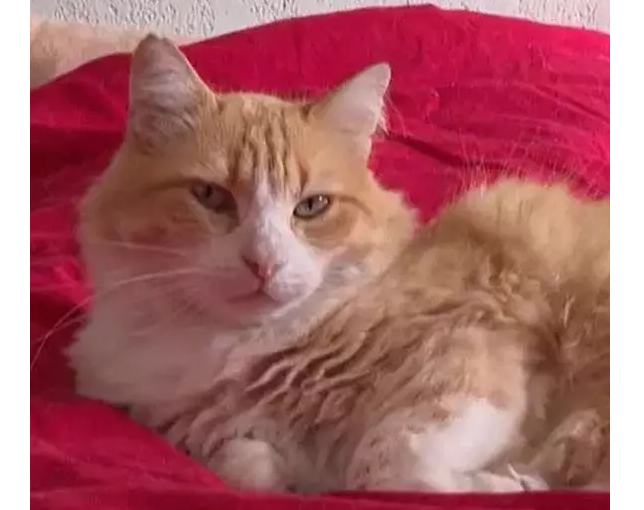 Dünyanın ilk məhbus pişiyi! Qonşunu canından bezdirdi, həbs edildi!