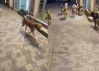 Xırdalan sakini 10-dan çox itin hücumuna məruz qaldı - VİDEO - YENİLƏNİB