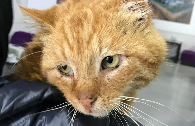 Dağıstanda yeddi il sahibinin məzarı üstündə yaşayan "Xatiko" öldü