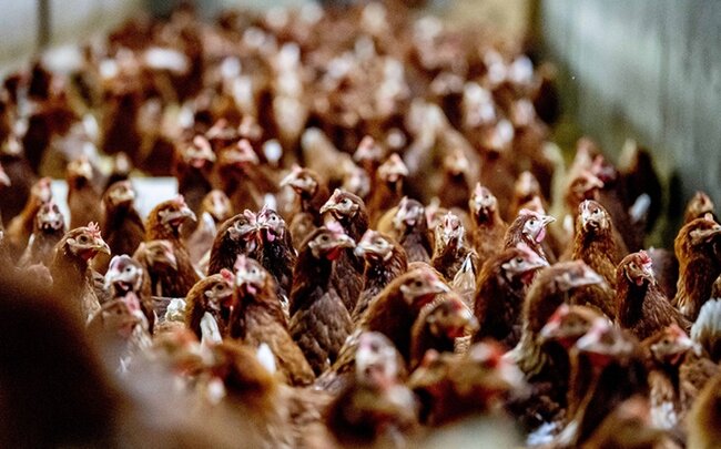 Meksika xəstəliklə əlaqədar Braziliyadan quş əti idxalını dayandırıb