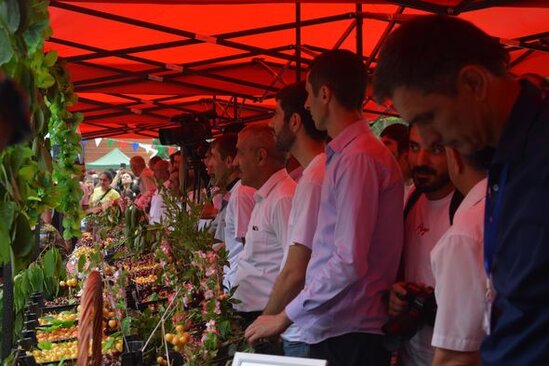 Azərbaycanda ilk dəfə "Albalı və gilas" festivalı keçirilib - FOTO