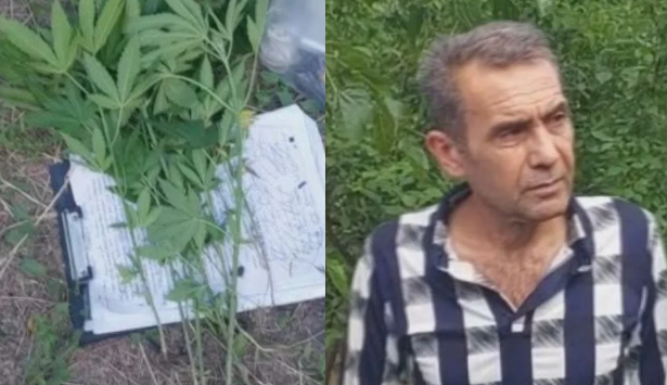 Ağsuda çətənə kolu yetişdirən şəxs tutulub