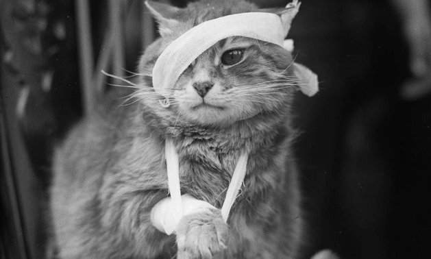 Elmdə ilk: Sağalmayan yaraları viruslarla müalicə etdilər