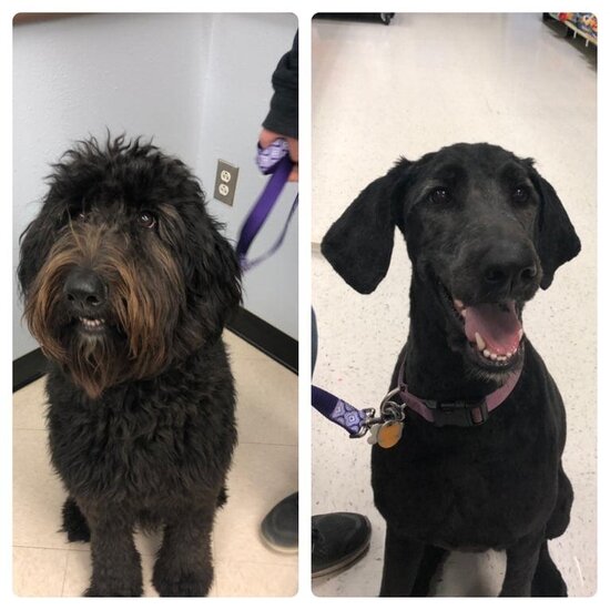 Bərbərxanadan çıxan heyvanlar - FOTOLENT