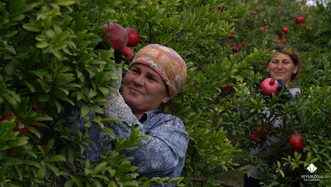 Veysəloğlu Şirkətlər Qrupu bu il yerli fermerlərdən 47 milyon manatlıq kənd təsərrüfatı məhsulu alıb