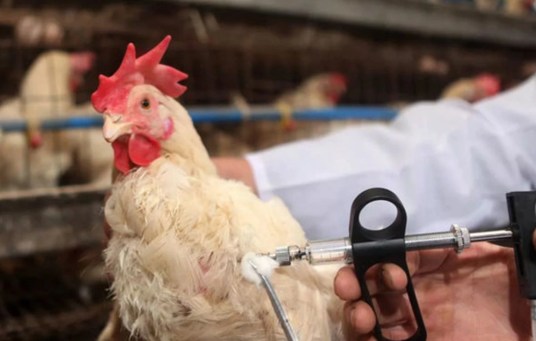 Quş qripi xəstəliyinə qarşı monitorinqin nəticələri AÇIQLANDI