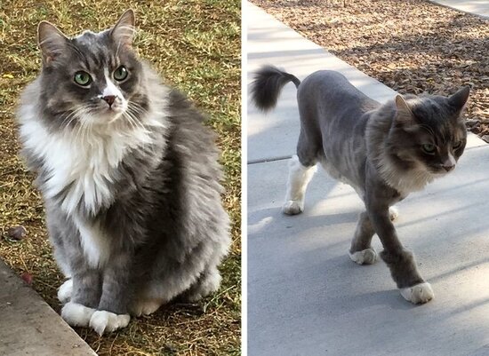 Bərbərxanadan çıxan heyvanlar - FOTOLENT