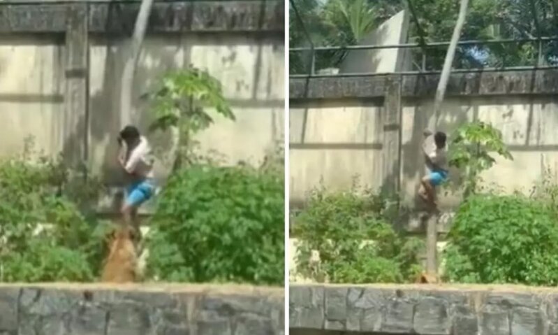 Həvəsi sonu oldu! 6 metrlik divara dırmanaraq şir qəfəsinə girdi – sonrası faciə