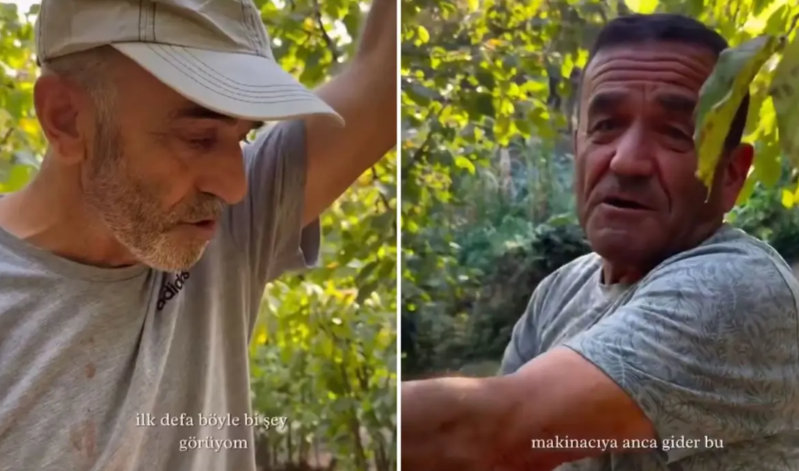 Fındıq istehsalçıları böyük zərər gördü – məhsulun 80 faizi məhv olub