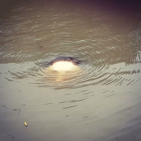 Suda "boğulan qız" ispanları bərk qorxutdu - FOTO - VİDEO