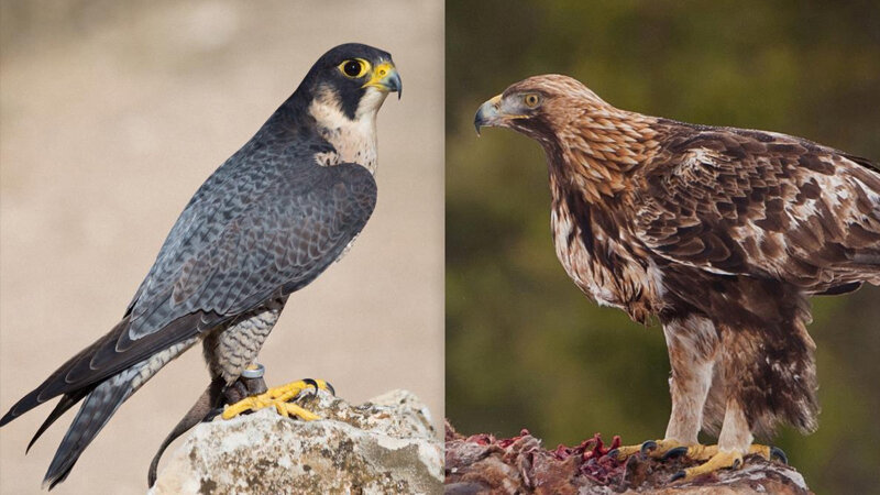 Havada saatda 300 km-dən çox sürət: Ən sürətli quşlar hansılardır?