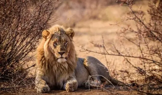 Aslanlar belə ondan uzaq durur - Planetin ən pis qoxulu heyvanı