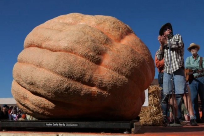 Dünyanın ən böyük balqabağını yetişdirdi, 30 min dollar qazandı