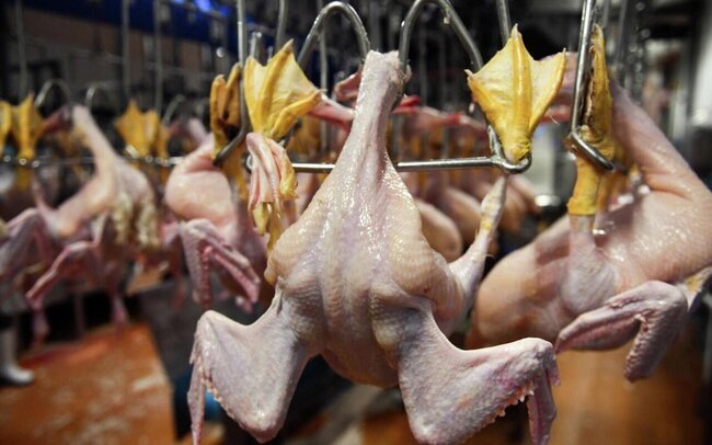 Bu toyuqları almayın - AÇIQLAMA