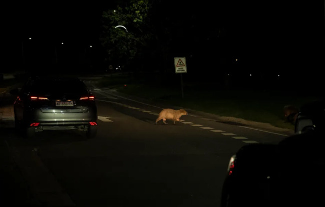 Nəhəng gəmiricilər bir qəsəbəni "ələ keçirdi" - FOTO