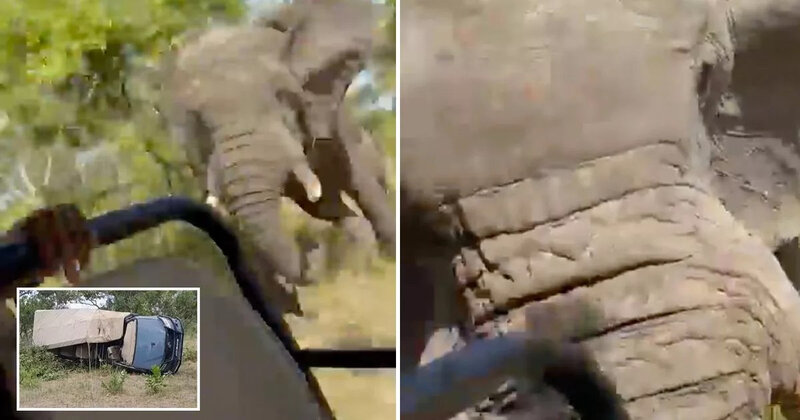 Qəzəbli fil Safari gəzintisi zamanı turistləri daşıyan avtomobili aşırdı - ANBAAN VİDEO
