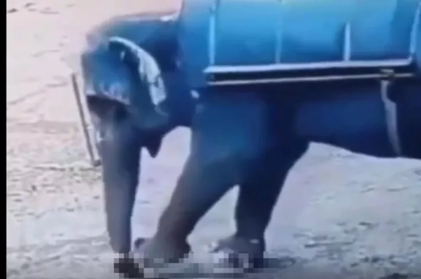 Fil 22 nəfəri əzib öldürdü, heç kəs tuta bilmir