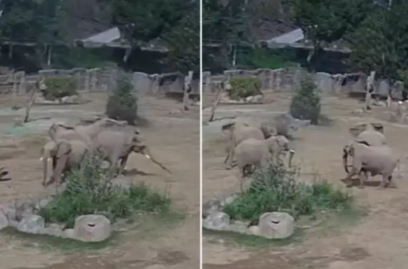 Fil sürüsü zəlzələ zamanı balalarını qorumaq üçün görün nə etdilər - VİDEO