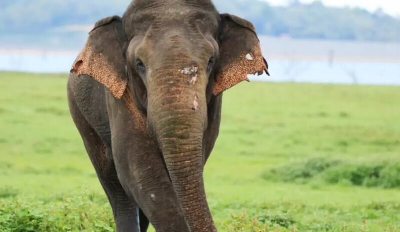 Hindistanda 22 nəfərin ölümünə səbəb olan fil üçün həyəcan siqnalı verildi