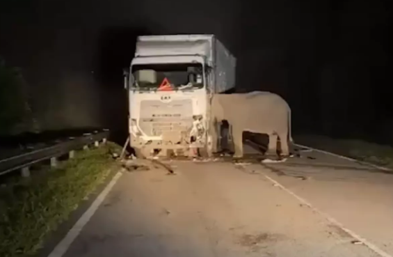 Fil balasının ölümü ürəkləri dağladı: Ana fil beş saat başından ayrılmadı - VİDEO