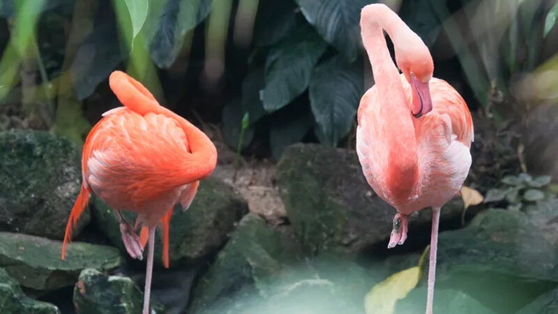 Niyə flaminqolar çəhrayıdır və onlar doğulduqda necə görünürlər?