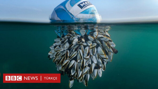 Bu foto 14000 şəkil arasında birinci oldu - FOTO