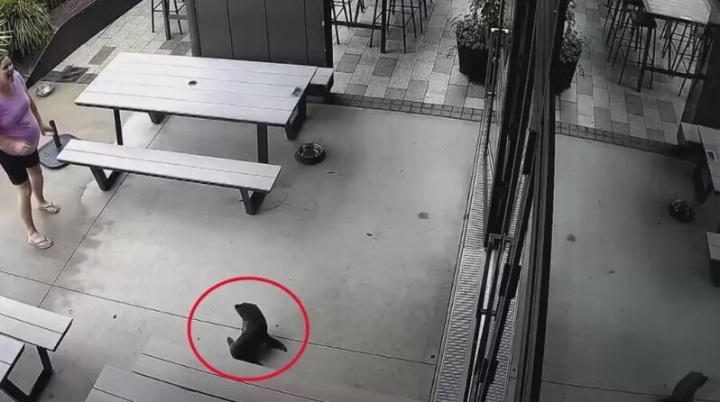 Yeni Zelandiyadakı barlardan birinə girən balaca suiti ortalığı bir-birinə qatdı - VİDEO