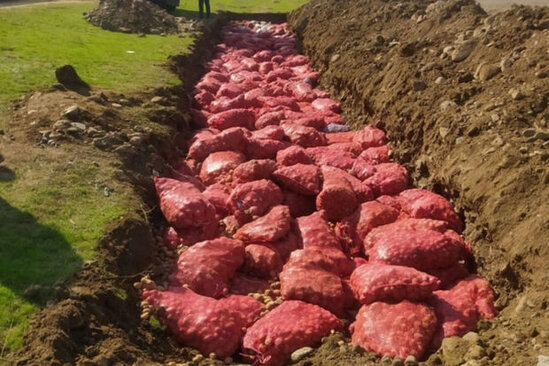 Rusiyadan gətirilmiş, tərkibində zərərverici aşkarlanmış 66 ton kartof məhv edildi - FOTO