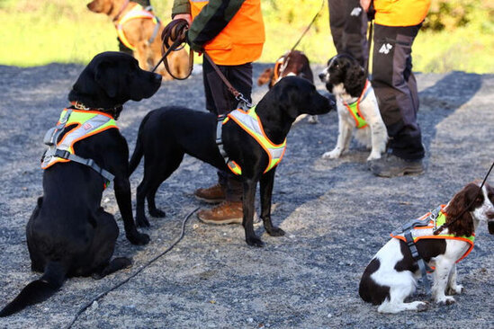 Bu ölkədə itlər dəmir yolunun tikintisinə cəlb ediləcək