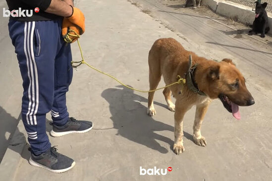 Sabunçudakı it bazarından REPORTAJ: Ən bahalı köpək neçəyə satılıb? - VİDEO
