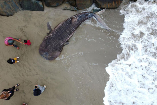 Balıqçıların toruna nəhəng balina köpəkbalığı düşdü - FOTO