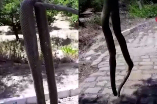 Nəhəng ilan görənləri təşvişə salıb - VİDEO