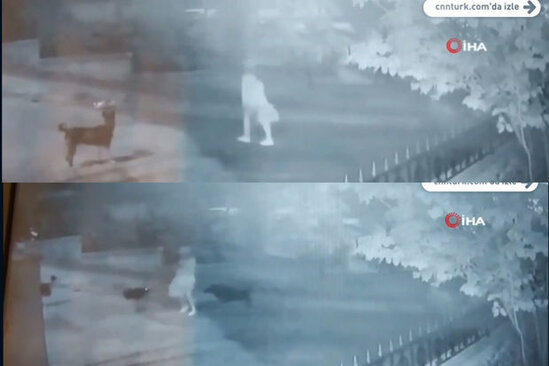 İşdən gələn qıza 15 küçə iti hücum edib - VİDEO