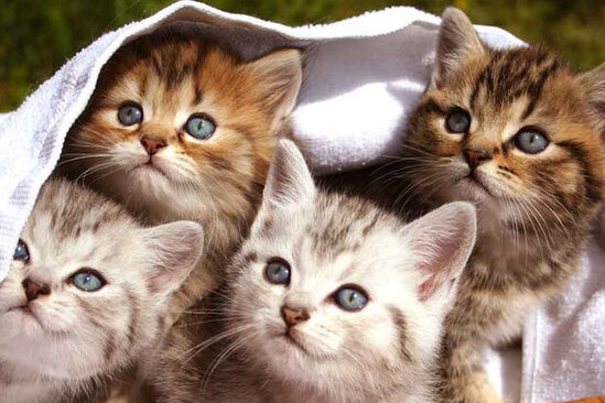 "Hər yerdən cəsədləri yığırıq": Böyükadada "pişik koronavirusu" yayılıb - FOTO