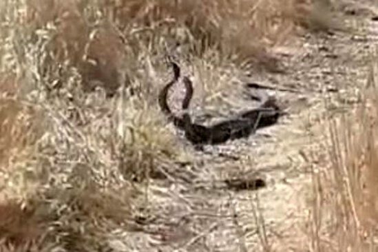 Şanlıurfada ilanların rəqsi - VİDEO