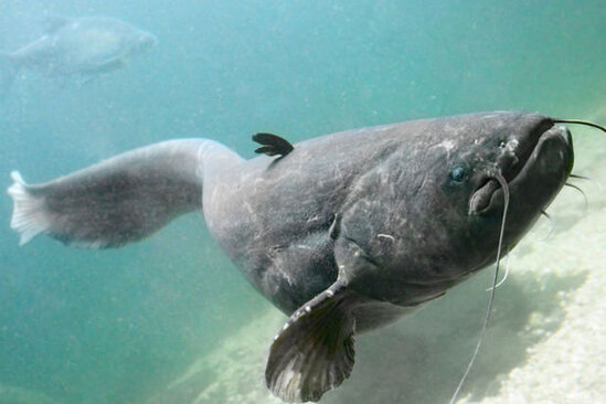 Balıq 10 yaşlı uşağın sinəsinə tikan batırıb