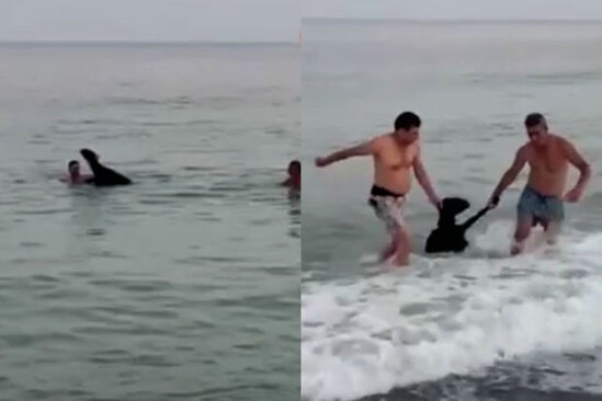 Qurbanlıq heyvan dənizə atılaraq qaçmaq istədi - VİDEO