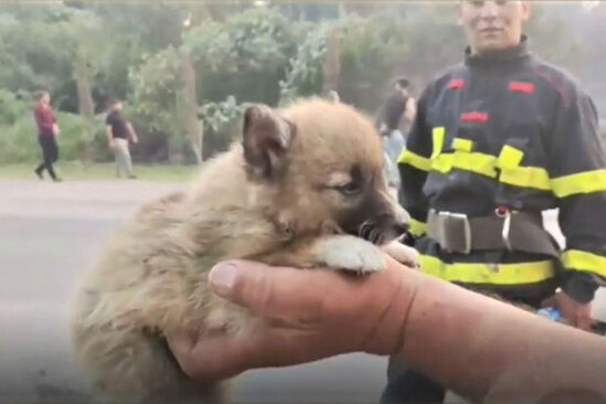 Xaçmazda çaqqal balası yanğından xilas edildi - VİDEO
