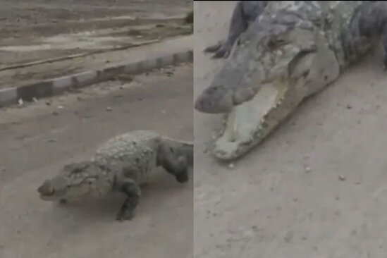 Daşqınlardan sonra ac timsahlar yaşayış məntəqələrinə hücum edib - VİDEO