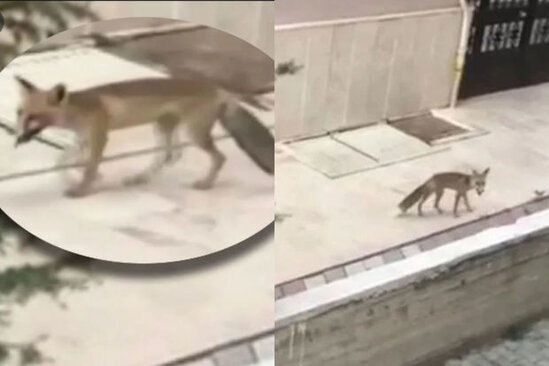 Ankarada ac-susuz qalan tülkülər şəhərin mərkəzinə girdi - VİDEO